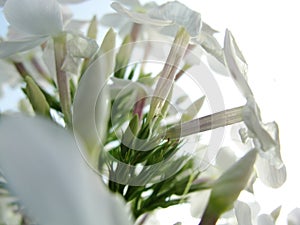 Blur. White phlox background under the sun. It is theme of seasons. Beautiful flowering Phlox paniculata