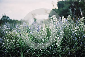 Blur white and violet flower field