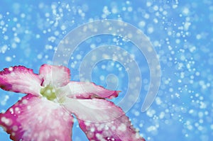 Blure bokeh snow flower texture wallpapers and backgrounds