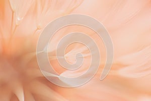 Blured abstract dandelion flower in trendy color - peach fuzz color of the year 2024