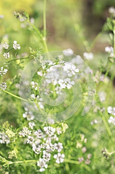 Blured background with white flowers and grass
