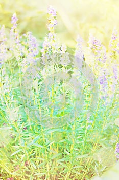 Blured flowers backgrounds