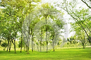 Blured photo Green trees and gardens Beautiful light in the morning