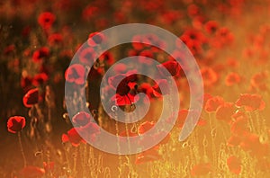 Blured red poppy field. Beautiful floral background.