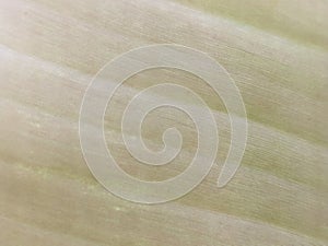 the blured texture of oyang banana leaf background