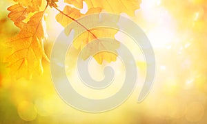 Blurred abstract autumn background. Autumn foliage effect. Glitter golden bokeh lights