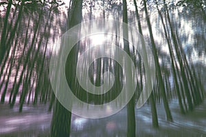 Blurred abstract background photo of forest with surreal motion