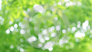 Blurred abstract green background