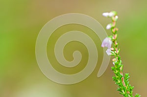 Blurred, abstract, natural background with delicate heather colors. Filmed with a low depth of field