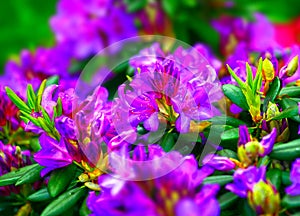 Blurred abstract nature background. Soft flowers texture. Vague purple colors, abstract nature texture. Rhododendron Mucronulatum