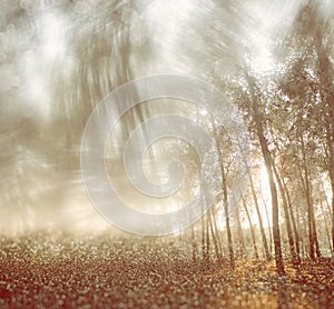 Blurred abstract photo of light burst among trees and glitter bokeh lights. filtered image and textured.