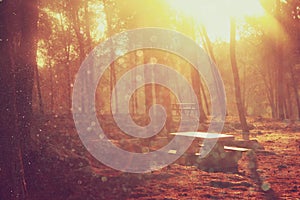 Blurred abstract photo of light burst among trees and glitter bokeh lights. filtered image and textured