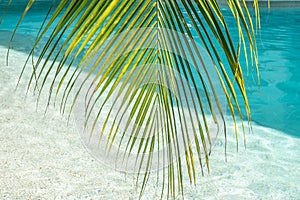 Blurred abstract summer background, sunny day in tropical climate, palm leaf on background of blue water pool. Vacation
