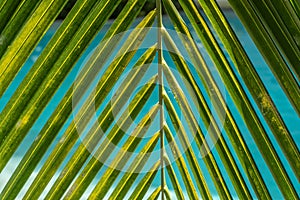 Blurred abstract summer background, sunny day in tropical climate, palm leaf on background of blue water pool. Vacation