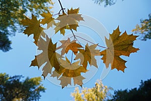 Blurred autumn background with yellow, red, brown maple leaves against the blue sky. Branch with colorful autumn leaves.