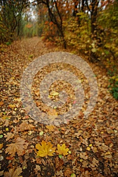 Blurred autumn forest with colorful abstract leaves