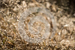 Blurred autumn grass with dew drops in the morning