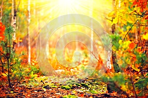 Blurred autumn sunny forest