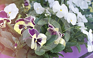 Blurred backdround of Multicolor pansy flowers, pansies as background