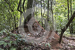 Blurred background with ant live scene in the jungles, Amazon River basin in South America