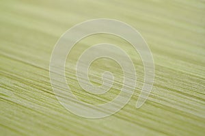 Blurred background bamboo texture, boke