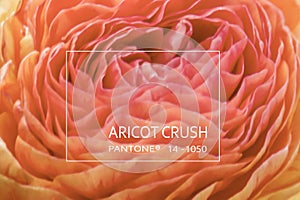 Blurred background of beautiful lines of petals of an open ranunculus flower in the color of 2024 apricot crash, top view, close