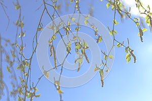 Blurred background with birch twigs, earrings and first leaves against blue sky. Spring mood