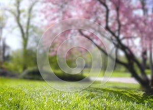 Blurred background with blooming cherry tree , cherry blossoms,lawn and trees, season and nature concept. Foreground in focus.