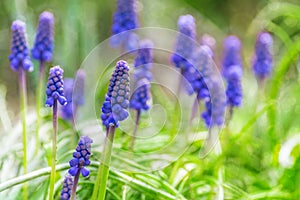 Blurred background blue wildflowers bokeh