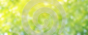 Blurred background bokeh green soft for banner advertise, nature background