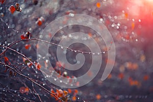 Blurred background with branches and raindrops