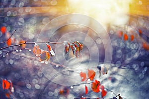 Blurred background with branches and raindrops