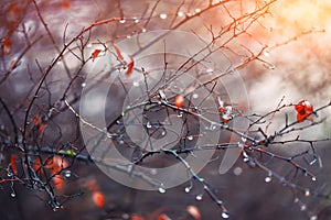Blurred background with branches and raindrops