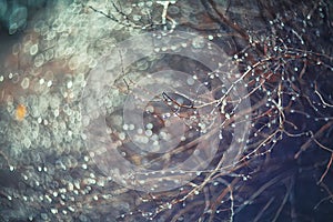 Blurred background with branches and raindrops