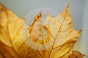 Blurred background brown dry autumn foliage closeup