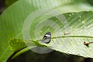 Blurred background with butterfly live scene in the jungles, Amazon River basin in South America