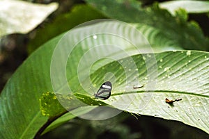 Blurred background with butterfly live scene in the jungles, Amazon River basin in South America