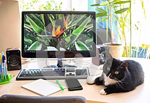 Blurred background cozy home workplace with enabled computer, houseplants and cat. Remote work, distance E education photo
