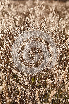 Blurred background with dried flowers in brown tones. Unobtrusive abstract natural background. Field of dry grass. Lunaria Annua