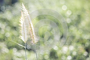 Blurred background dry grass sunset