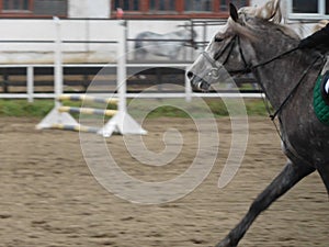 Blurred background about equestrian sport