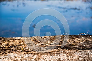 Blurred background of fallen tree trunk with water river or lake at back