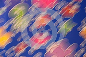 Blurred background fish colours