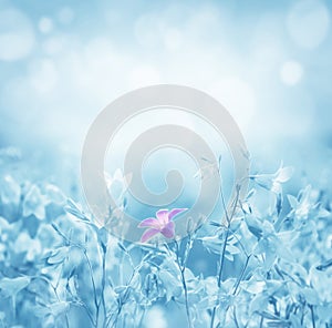 Blurred background with flowers