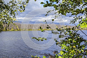 Blurred background forest lake framed yellowing leaves in cloudy weather