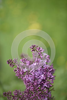 Blurred background of green field with blooming purple lilac flowers in defocus. Morning sunlight. Vertical
