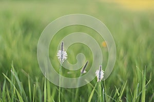 Blurred background of green grass and plantain flower