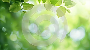 Blurred background of green leaves with bokeh effect,atmosphere of spring or summer wallpaper