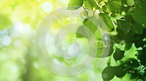 Blurred background of green leaves with bokeh effect,atmosphere of spring or summer wallpaper