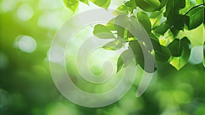 Blurred background of green leaves with bokeh effect,atmosphere of spring or summer wallpaper